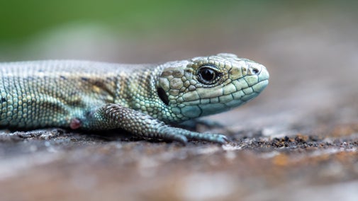 Closeup of a lizard